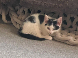 beautiful male kittens