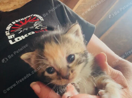 Beautiful little kittens all colours available