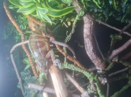 Panther chameleon going on 3yr male