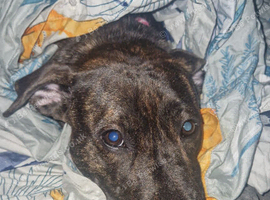2 year old staff cross