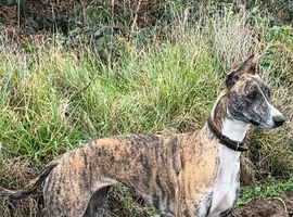 !WANTED WHIPPET STUD!