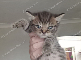 British shorthair Cross kittens