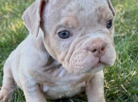 Grand champion sired ABKC micro bullies