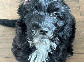 6 month old cockapoo