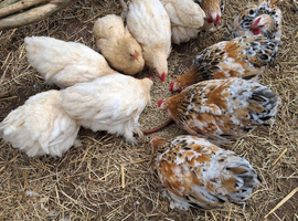 Pekin bantams