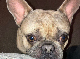 Now gone - Miniature French bulldog