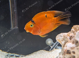 Tiger parrot fish