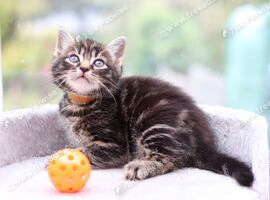 Beautiful Kittens Ready for Collection