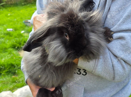 Continental Giant x Lion Lop