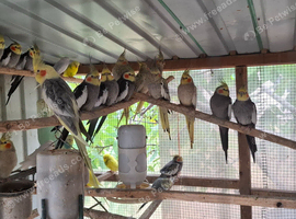 Parrots for sale