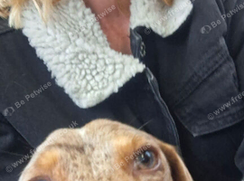 Blue eyed Merle dachshund stud