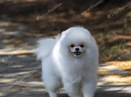 7-month-old Pomeranian boy looking for his loving new home.