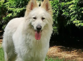White long coated German shepherd available for stud