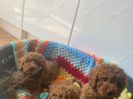 Cavapoo male puppies ready for new homes