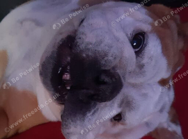 Female English bulldog