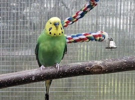Budgies for sale