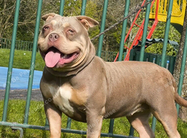 American Bully