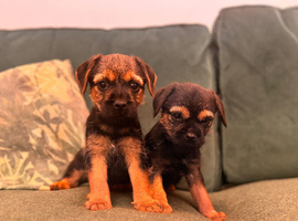 1 kc registered male Border terrier left. slem clear