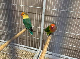 Proven pair lovebirds