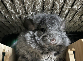 A male chinchilla