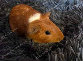 Male guinea pig and accessories