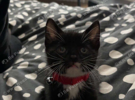 All black cat 11 weeks old male