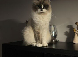 Ragdoll x maincoon