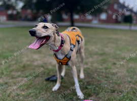 4 year old female lurcher
