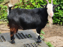 Gorgeous sleek pygmy nanny goat