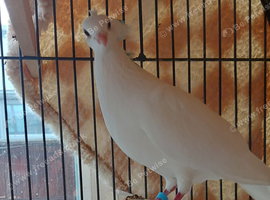 Pigeon and Dove Paired females
