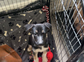 Shepsky puppy for sale ready to go