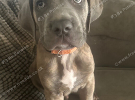 Puppys for sale