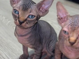 REDUCED Stunning Rainbow Litter of Sphynx Kittens &ndash; Boys & Girls Available