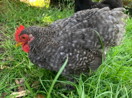 Blue Grey Mottle Pekin Bantam Cockerel