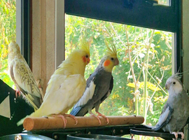 Cockatiels looking for new home.