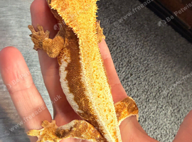 Crested gecko