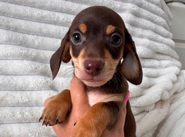 Ready to leave! 2 Beautiful Miniature Dachshund Puppies