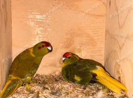 Pair of kakarikis