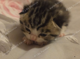 Beautiful kittens half British shorthair