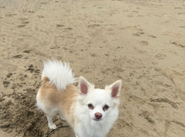 Male chihuahua stud