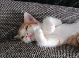 3x beautiful ginger and tabby kittens for sale
