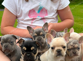 French bulldog Puppies