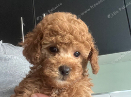 Toy poodle female