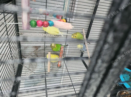 Budgies last 2 available
