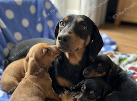 Dachshund x jack russle