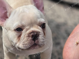 Female frenchie pup