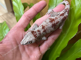 CB 26 male gargoyle gecko