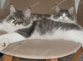 Main coone kittens