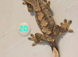 Juvenile Crested Geckos with full Lineage