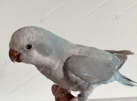 Baby Quaker Glasgow